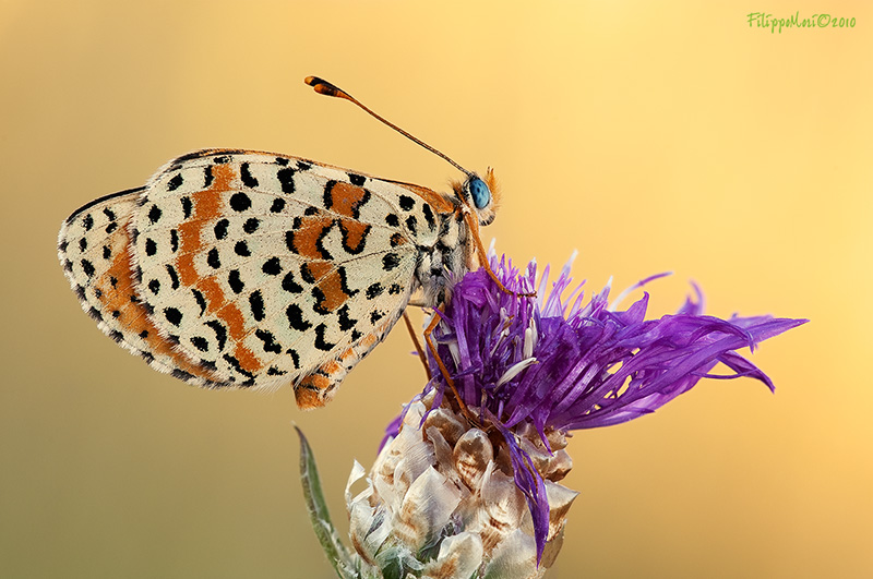 Ident Melitaea